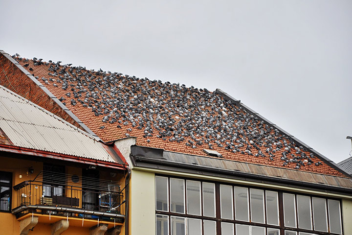 A2B Pest Control are able to install spikes to deter birds from roofs in Burntwood. 