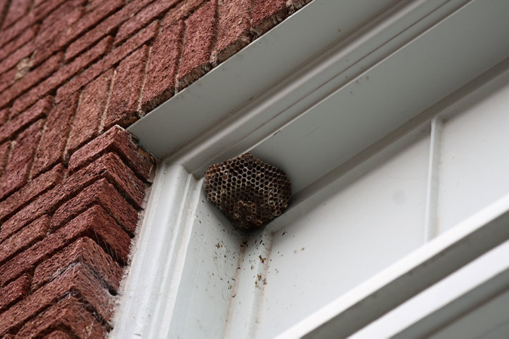 We provide a wasp nest removal service for domestic and commercial properties in Burntwood.